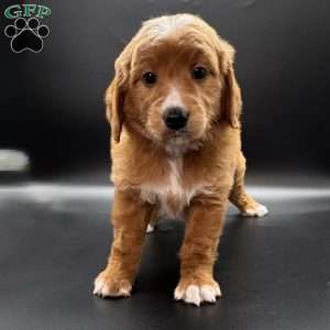 Cassie, Mini Goldendoodle Puppy